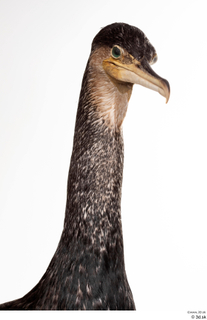 Double-crested cormorant Phalacrocorax auritus head neck 0004.jpg